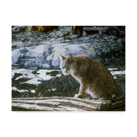 Ron Parker 'Bobcat' Canvas Art,35x47